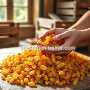خرید کشمش پلویی فله و عمده
